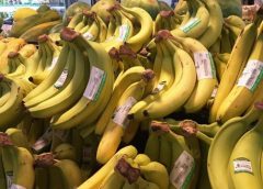 pisang cavendish - umkm