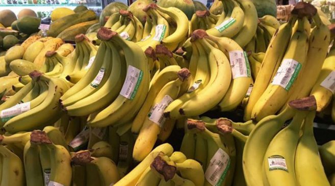 pisang cavendish - umkm