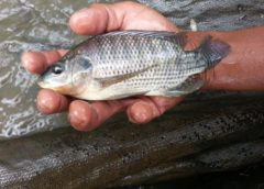Bisnis Ikan Nila