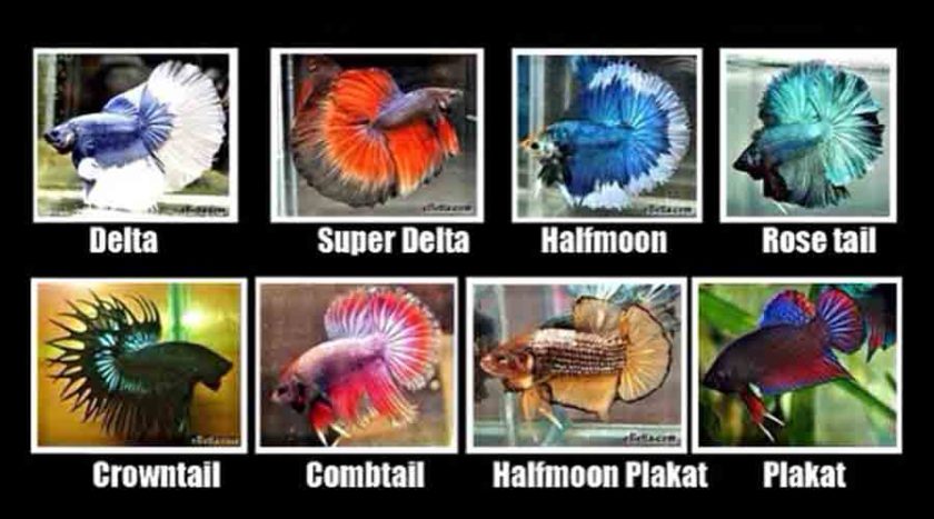 Jenis Ikan Cupang Yang Menarik Dan Menggemaskan Kargoku Id