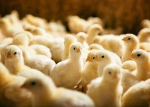 Supplier Ayam Pejantan: Cara Menjadi Pemasok Ayam Berkualitas untuk Peluang Bisnis yang Menjanjikan
