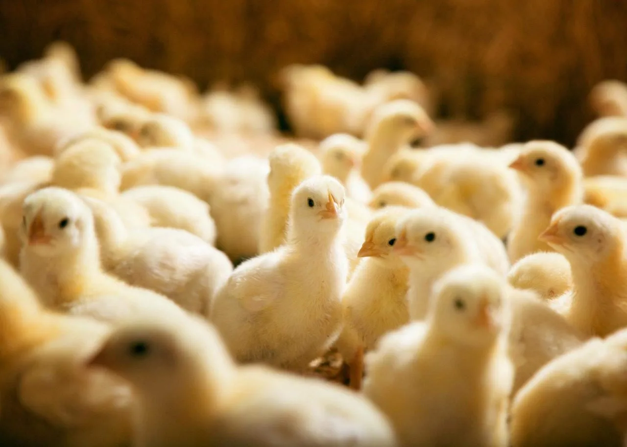 Supplier Ayam Pejantan: Cara Menjadi Pemasok Ayam Berkualitas untuk Peluang Bisnis yang Menjanjikan